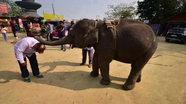 হাতির সাথে ভারতীয় সংস্কৃতির রয়েছে গভীর সম্পর্ক। এ এখানে এক ব্যক্তিকে আসামের এক মন্দিরে একটি বাচ্চা হাতির কাছ থেকে আশীর্বাদ নিতে দেখা যাচ্ছে