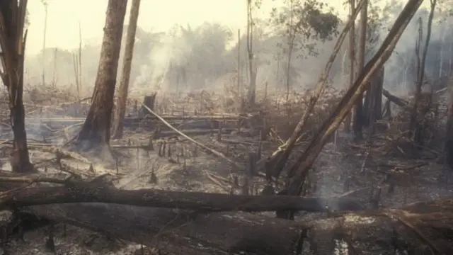 Restos de un bosque quemado