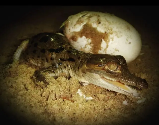 Una de las hijas de Juancho recién nacidas, junto a un huevo sin eclosionar.