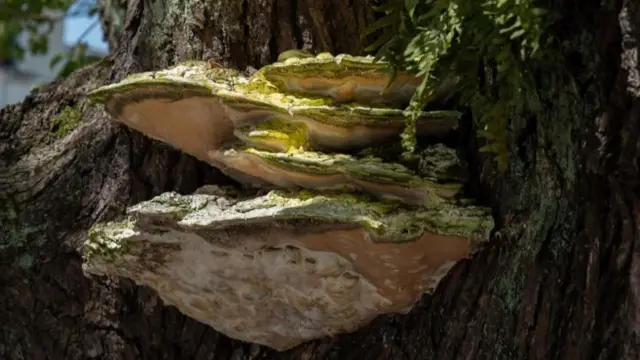 Le chaga (Inonotus obliquus) aurait des propriétés « antibactériennes, anti-allergiques, anti-inflammatoires et antioxydantes ».