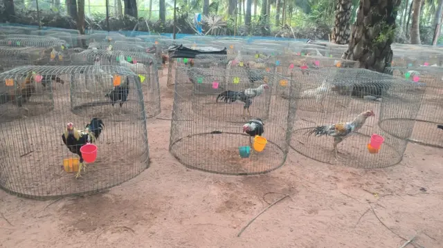 కోడిపుంజులు