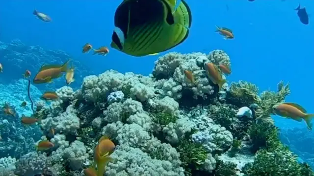 Peixes amarelos nadam no fundo do mar ao redorem quem apostar hoje futebolum grande coral 