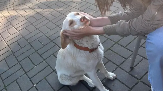 пас и девојка