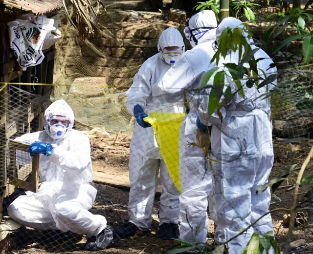 బర్డ్ ఫ్లూ