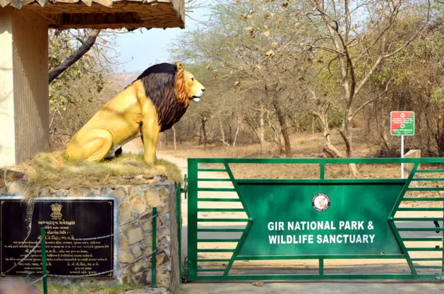 સિંહ, ગીર, પ્રાણી, જંગલ, માનવી, ગુજરાત, બીબીસી ગુજરાતી 