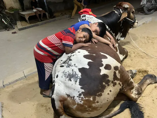 گائے کے ساتھ بچے