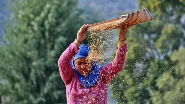 دھان کی فصل