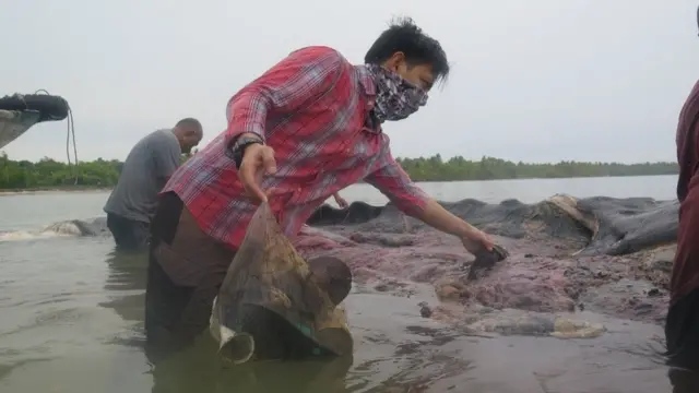 Hombre sacando artículos de plástico del estómago de la ballena.