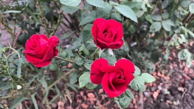 गुलाब शेती