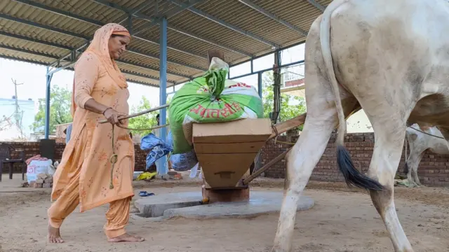 ਦੇਸੀ ਕੋਲੂ