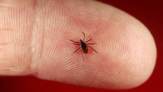 Una garrapata en el dedo de una persona