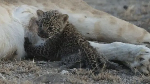Dr Hunter avuga ko Nosikitok ifise ibibunda bito bifise imyaka ingana n'iyo uwo mwana w'ingwe, bifise hagati y'indwi zibiri canke zitatu