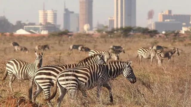 عدد من الحمر الوحشية في محمية طبيعية تظهر خلفها ناطحات سحاب