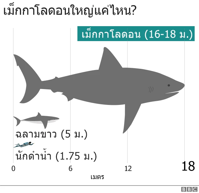 แผนภาพแสดงขนาดฉลามเม็กกาโลดอน