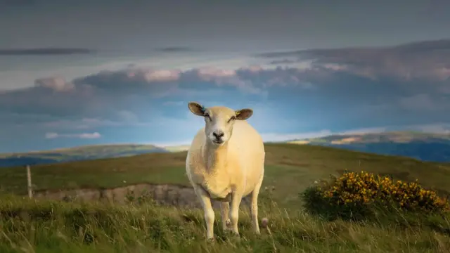 Баран на фоне моря