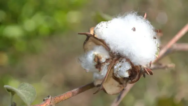 यंदा कापसावर बोंडअळीचा प्रादुर्भाव झाला आहे.