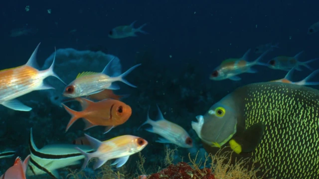 Peixes nadando no recife