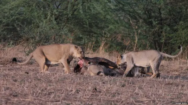 प्रातिनिधिक फोटो