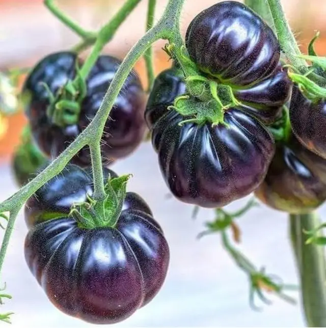 কালো টমেটো