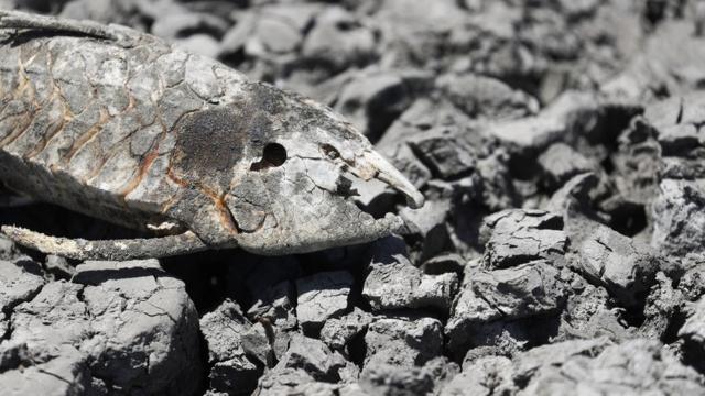 O esqueletopreco mega senaum peixe é visto na lagoa Navarro