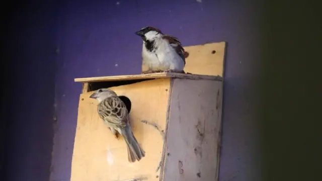 உலக சிட்டுக் குருவிகள் தினம் 2022