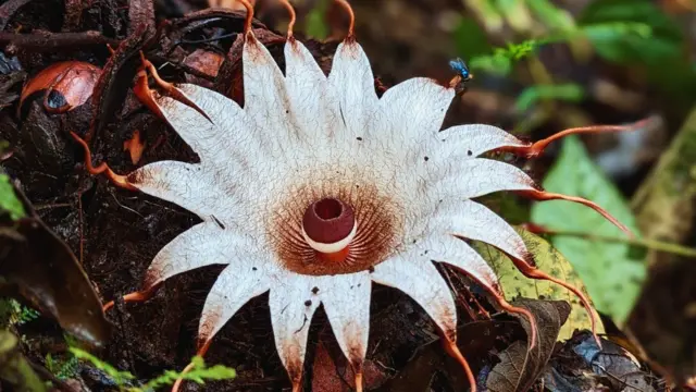 Rhizantes, merupakan inspirasi nama anak Deki.