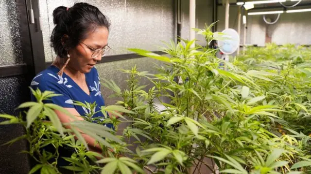 किट्टी चोपका