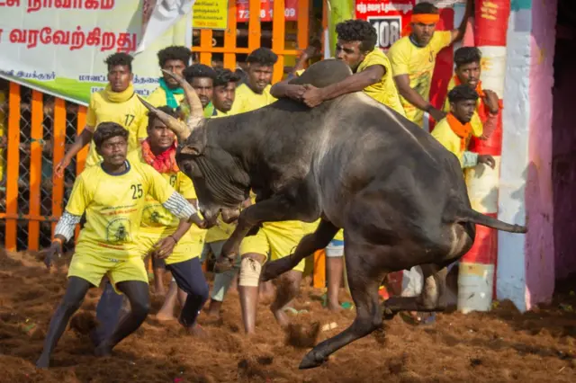 ஜல்லிக்கட்டு 