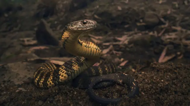 ইস্টার্ন টাইগার