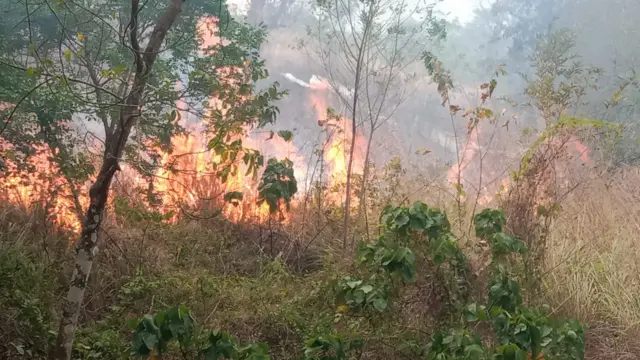 காட்டுத்தீ, தமிழகம்