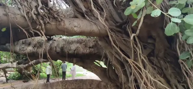 सांगलीतील कोसळलेला ऐतिहासिक 500 मीटर विस्ताराचा वटवृक्ष कसा वाचवता येईल?