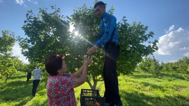 Эсенгулова Чолпон уулу менен өрүк терип жаткан учуру 