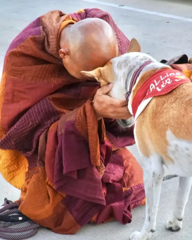 Walk for Peace ခရီးစဉ်မှာ ဆရာတော် တွေ နဲ့ အတူလိုက်ပါခဲ့တဲ့ ခွေးလေး အာလောက