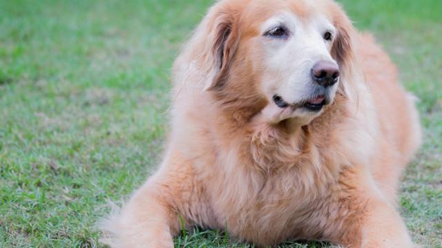 Golden retriever gorducha deitada na grama