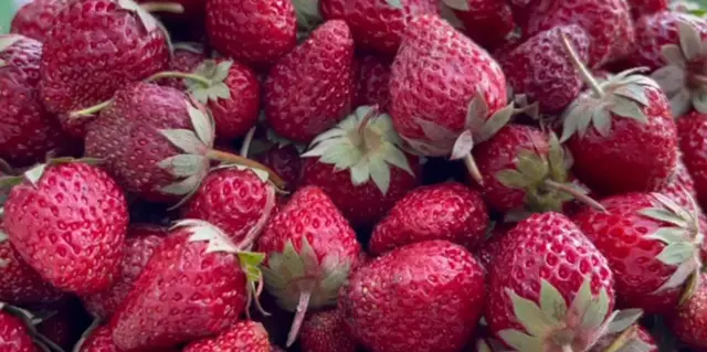 Кыргызстандын быйылкы кулпунайы...