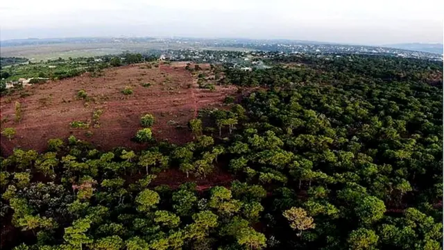 Rừng thông tại Đăk Đoa