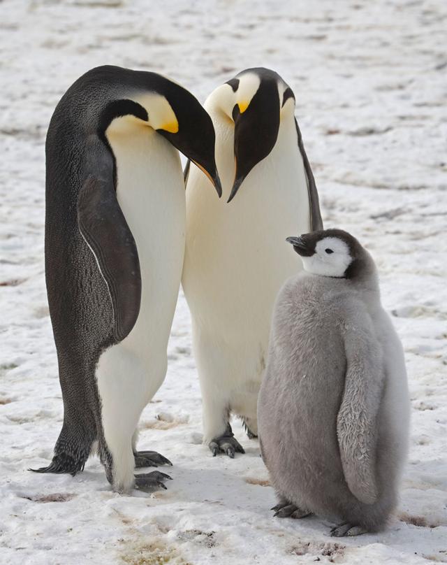 Імператорські пінгвіни