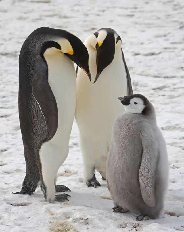 Casal e filhotefutebol apostapinguins-imperadores