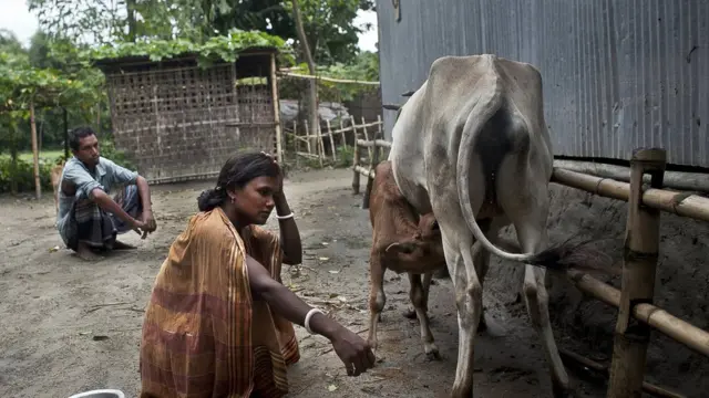 লালমনিরহাটে গাভী দোয়াচ্ছেন এক পরিবার