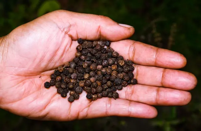 একজনের হাতের তালুতে অনেকগুলো গোল মরিচ