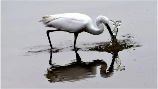 زخات المياه