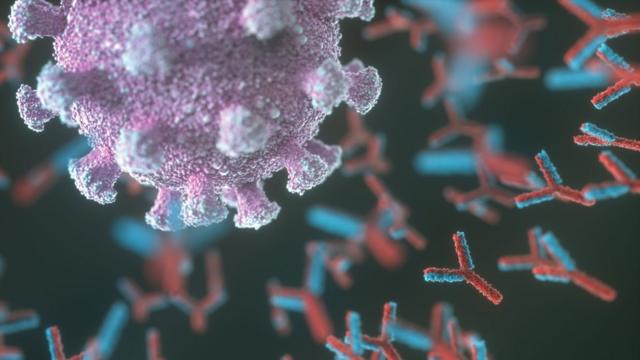 Antibodies attacking the SARS-Covid-2 virus