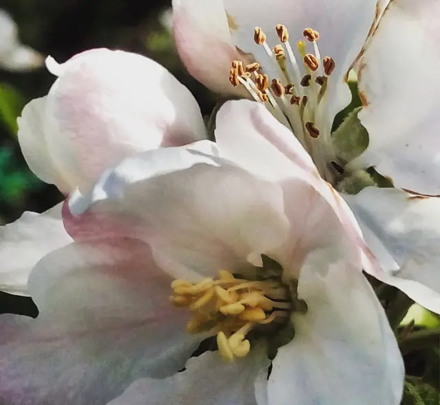 Дмитрий Юревич: "Моя любимая яблонька"