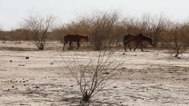 બન્નીમાં રખડતાં ઘોડા