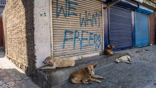 Stray dogs rest on the porch of closed shops with a graffiti written on it by Kashmiri Muslims in Srinagar