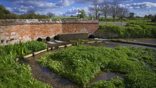 Ферма по выращиванию водяного кресса