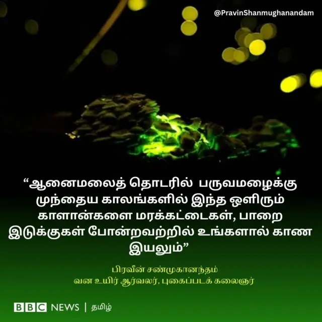 ஆனைமலைத் தொடரில் பருவமழைக்கு முந்தைய காலங்களில் இந்த ஒளிரும் காளான்களை மரக்கட்டைகள், பாறை இடுக்குகள் போன்றவற்றில் உங்களால் காண இயலும், Bioluminescence mushrooms, ஆனைமலைக் காடுகள், ஒளிரும் காளான்கள்,