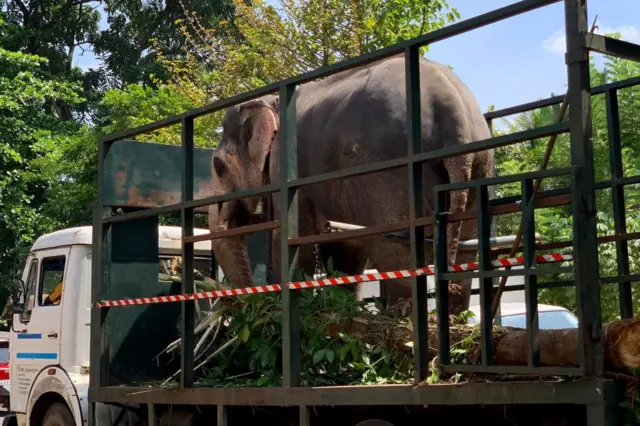 Kamyonla götürülen bir fi