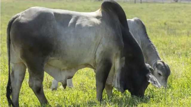 ব্রাহমা জাতের গরু