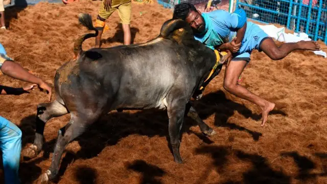 ஜல்லிக்கட்டு